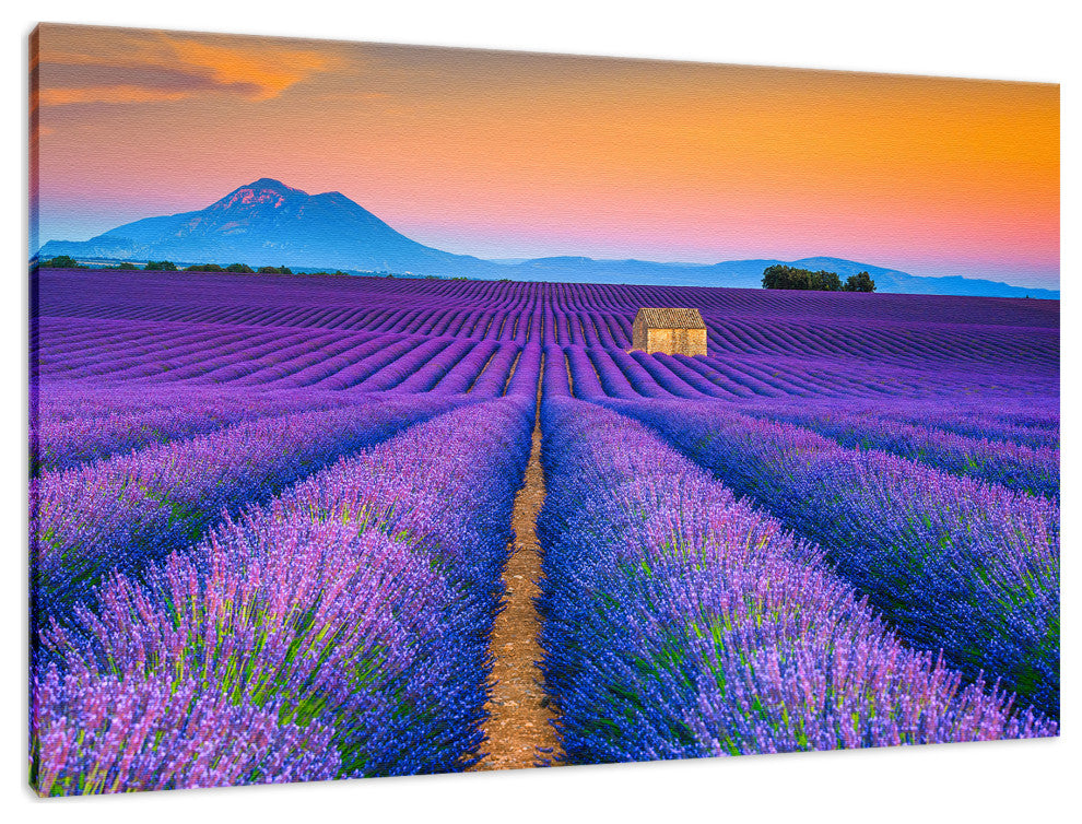 Blooming Lavender Field and Sunset Landscape Photo Canvas Prints, 12" X 16"