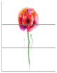 "Isolated Poppy Flower in Full Bloom" Metal Wall Art, 3 Panels, 28"x36"