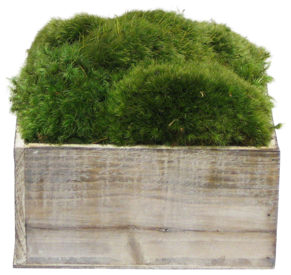 Wooden Container White Wash, Moss