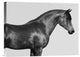 "Orpheus, Arab Horse" Stretched Canvas Giclee by Pangea Images, 16"x12"