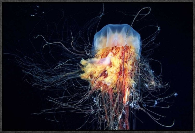 "Giant LionS Mane" Framed Canvas Giclee by Alexander Semenov, 23x16"