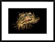 Flower Hat Jelly, Native To Brazil, Argentina And Japan, 24"x18"