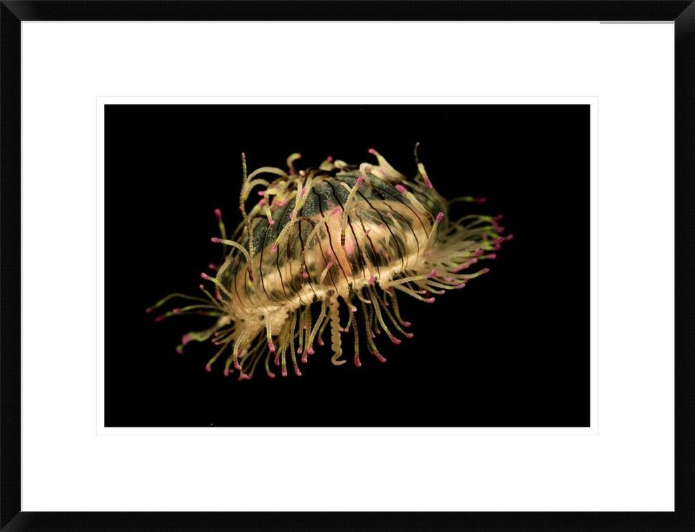 Flower Hat Jelly, Native To Brazil, Argentina And Japan, 24"x18"