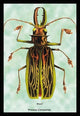 Beetle: Brazilian Prionus Cervicornis #1- Gallery Wrapped Canvas Art 28" x 42"