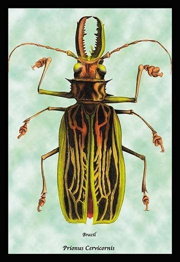 Beetle: Brazilian Prionus Cervicornis #1- Gallery Wrapped Canvas Art 28" x 42"