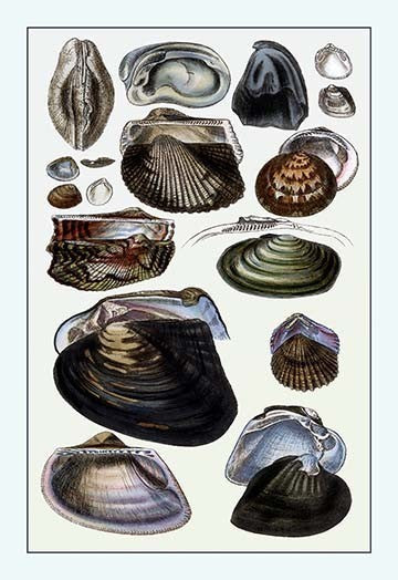 Shells: Dimyaria #4- Gallery Wrapped Canvas Art 28" x 42"
