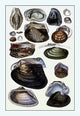 Shells: Dimyaria #4- Gallery Wrapped Canvas Art 28" x 42"