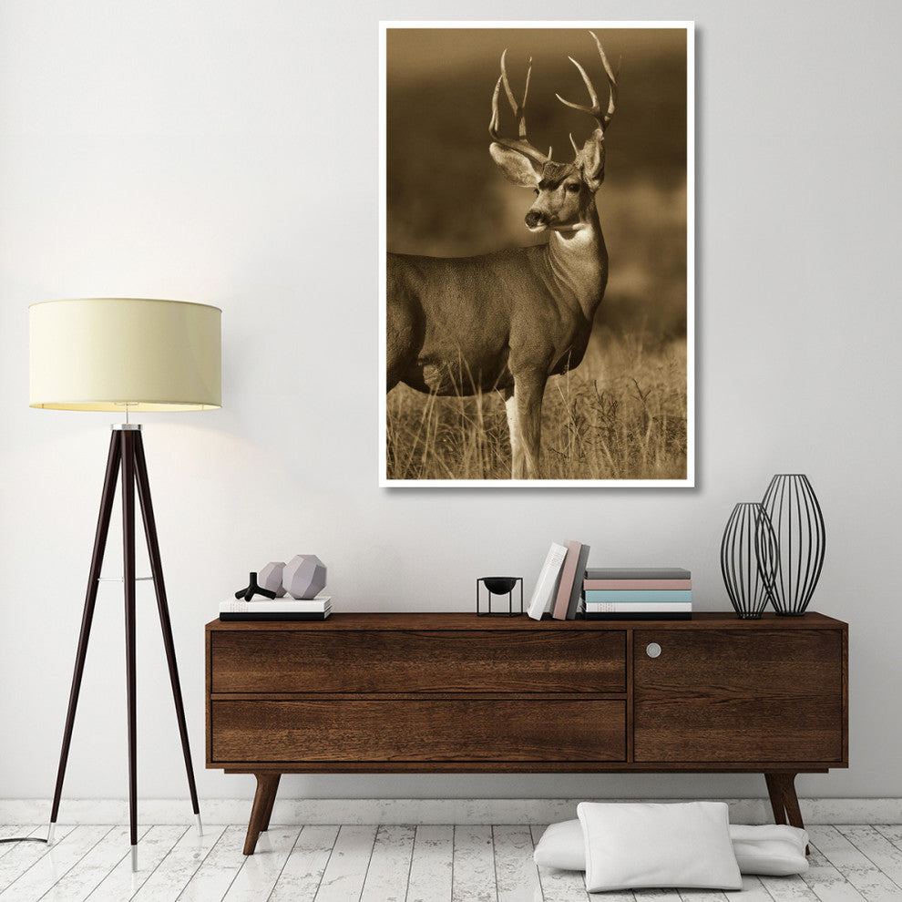 "Mule Deer male in dry grass, North America - Sepia" Paper Art, 42"x62"