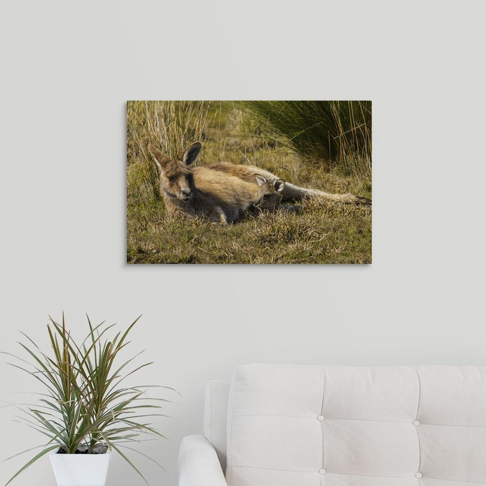 "Bennetts Wallabies" Wrapped Canvas Art Print, 24"x16"x1.5"