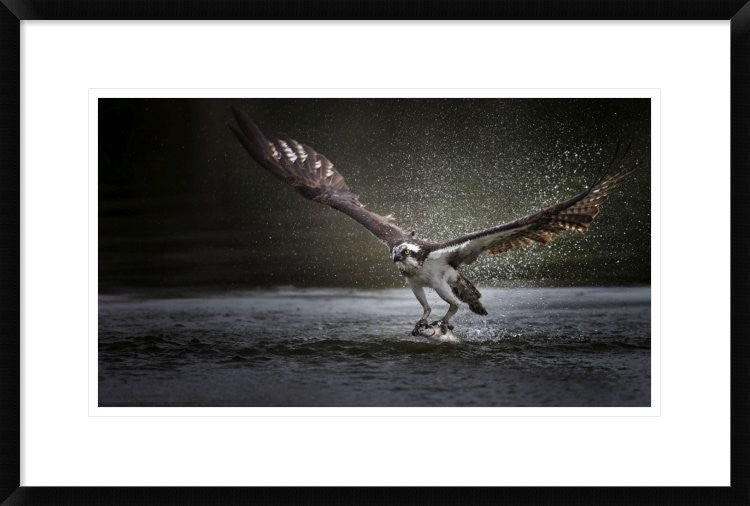 "Deadly Catch" Framed Digital Print by Phillip Chang, 30"x20"