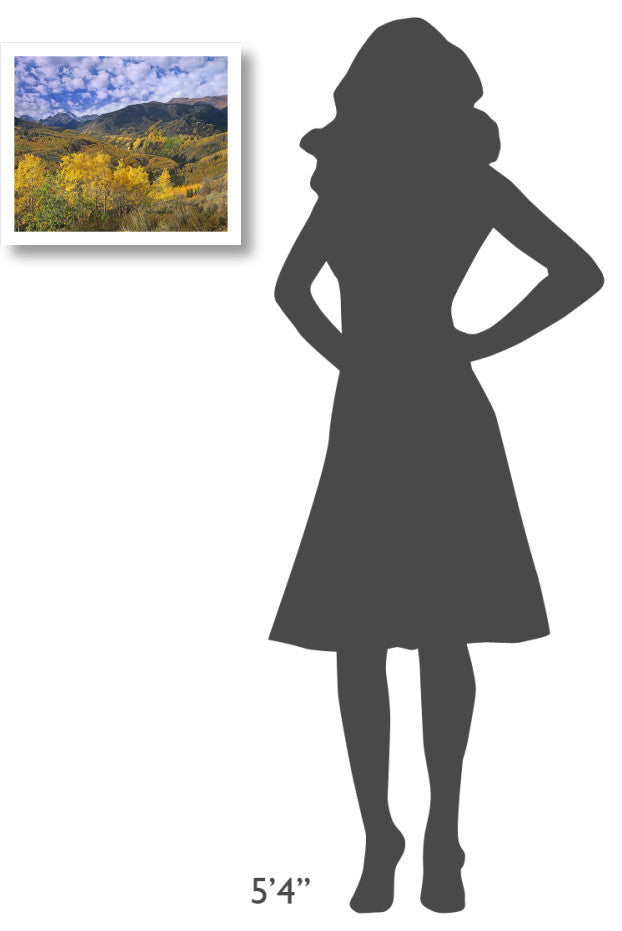 "Quaking Aspen in autumn, Colorado" Paper Print by Tim Fitzharris, 18"x15"