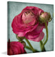 "Red Ranunculus B" Painting Print on Canvas by Stalus