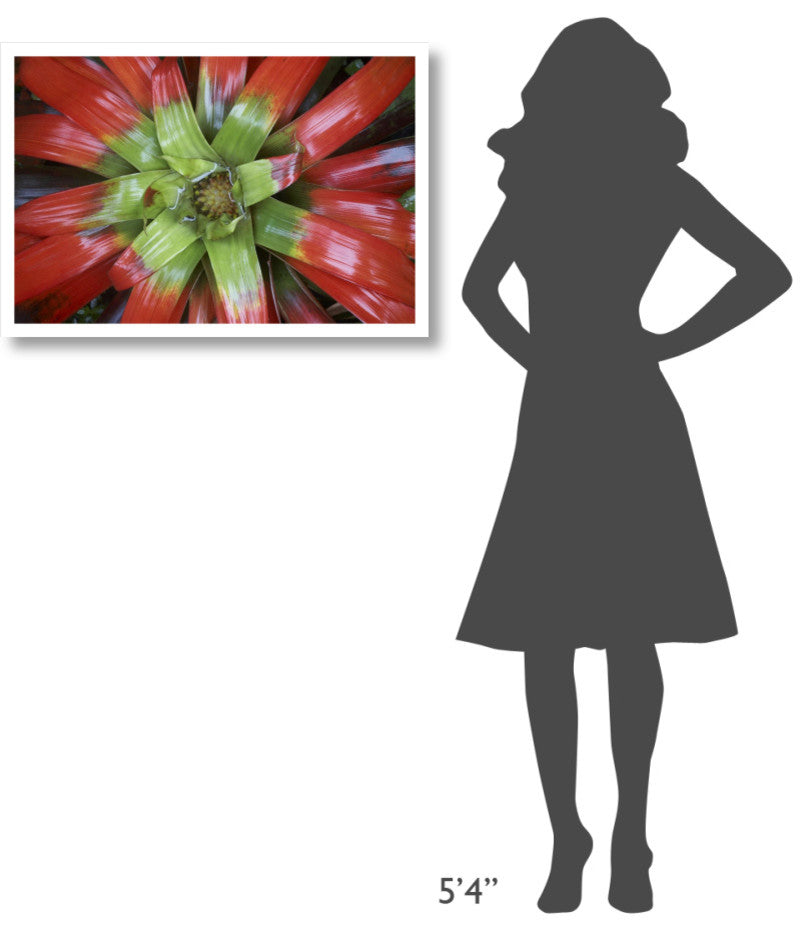"Bromeliad flower, Costa Rica" Digital Paper Print by Tim Fitzharris, 32"x22"