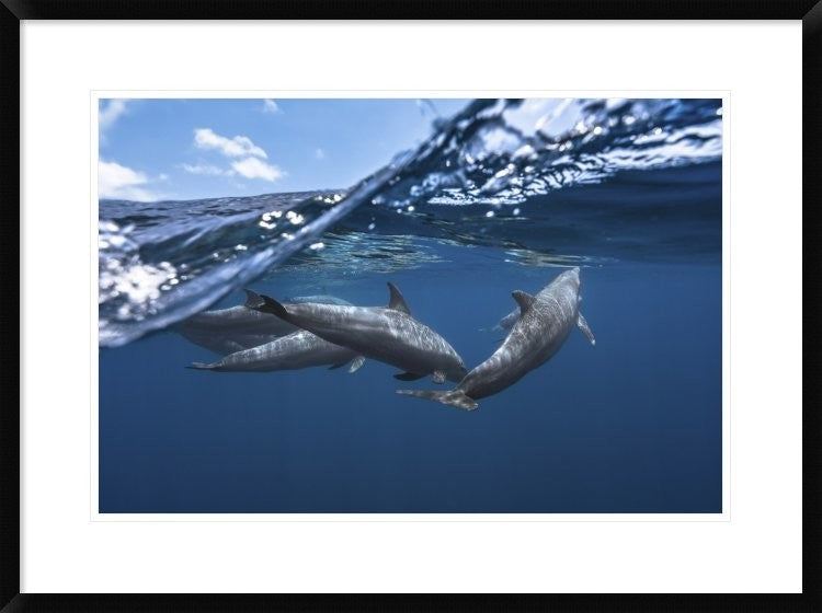 "Dolphins" Framed Digital Print by Barathieu Gabriel, 32x24"