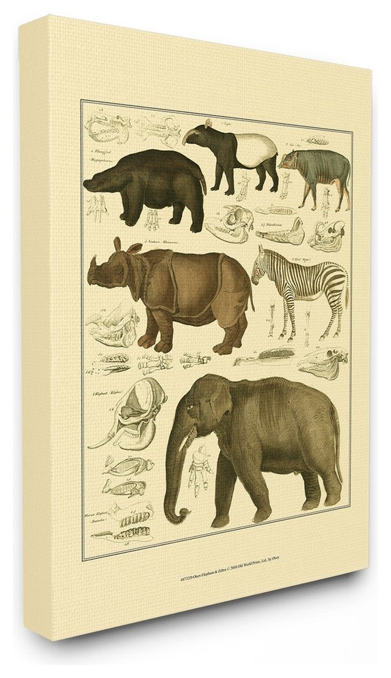 Animal Anatomy Illustration Stretched Canvas Wall Art, 16"x20"