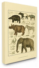 Animal Anatomy Illustration Stretched Canvas Wall Art, 16"x20"