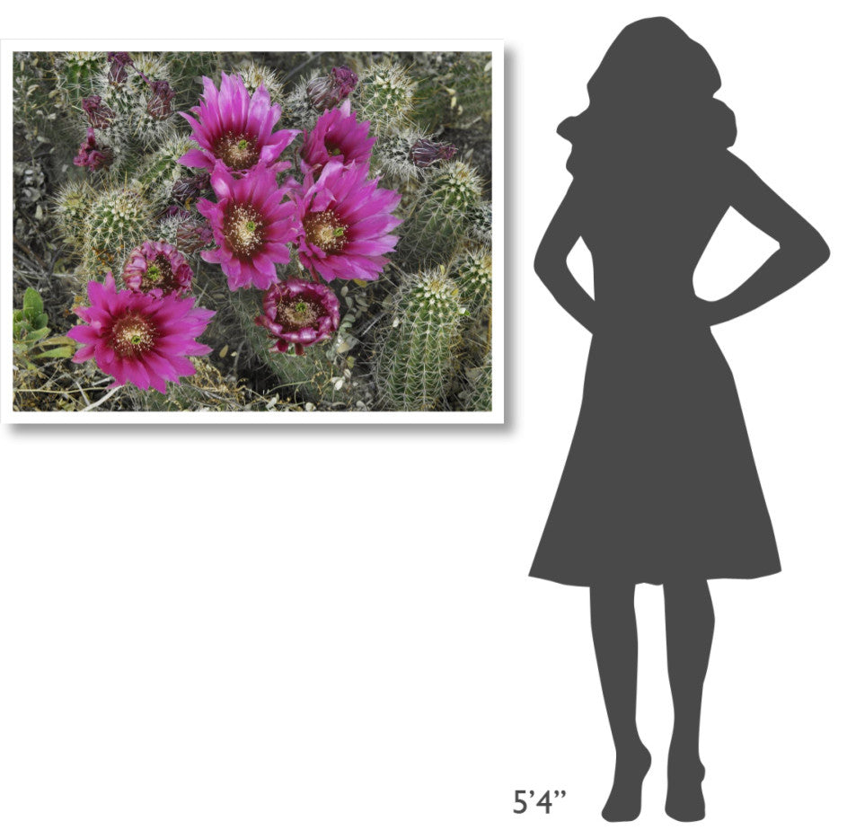 "Hedgehog Cactus flowering, Arizona" Paper Print by Tim Fitzharris, 42"x32"