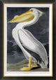 "American White Pelican" Framed Canvas Giclee by John James Audubon, 30"x42"