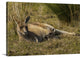 "Bennetts Wallabies" Wrapped Canvas Art Print, 24"x16"x1.5"