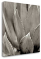 "Florison - 49" By Alan Blaustein, Giclee Print on Gallery Wrap Canvas