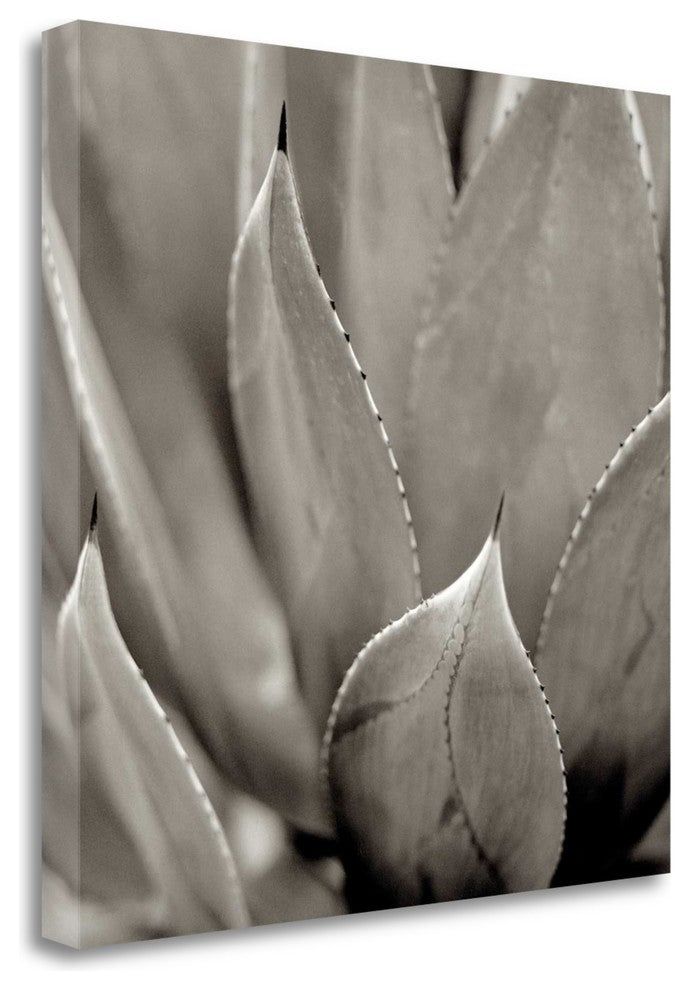 "Florison - 49" By Alan Blaustein, Giclee Print on Gallery Wrap Canvas