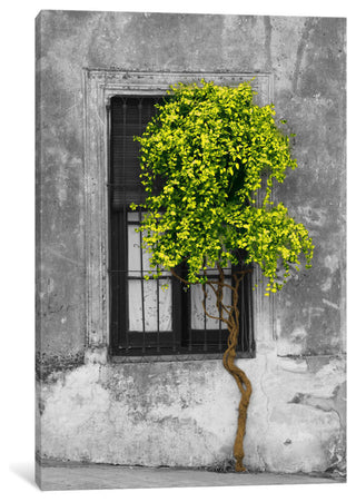Tree in Front of Window Green Pop Color Pop by Panoramic Images