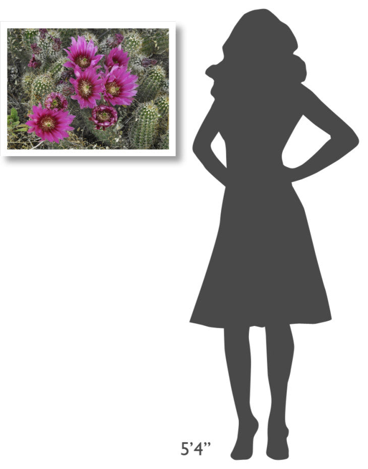 "Hedgehog Cactus flowering, Arizona" Paper Print by Tim Fitzharris, 26"x20"