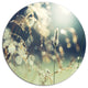 Sunny Meadow With Wild Flowers, Flower Disc Metal Wall Art, 11"