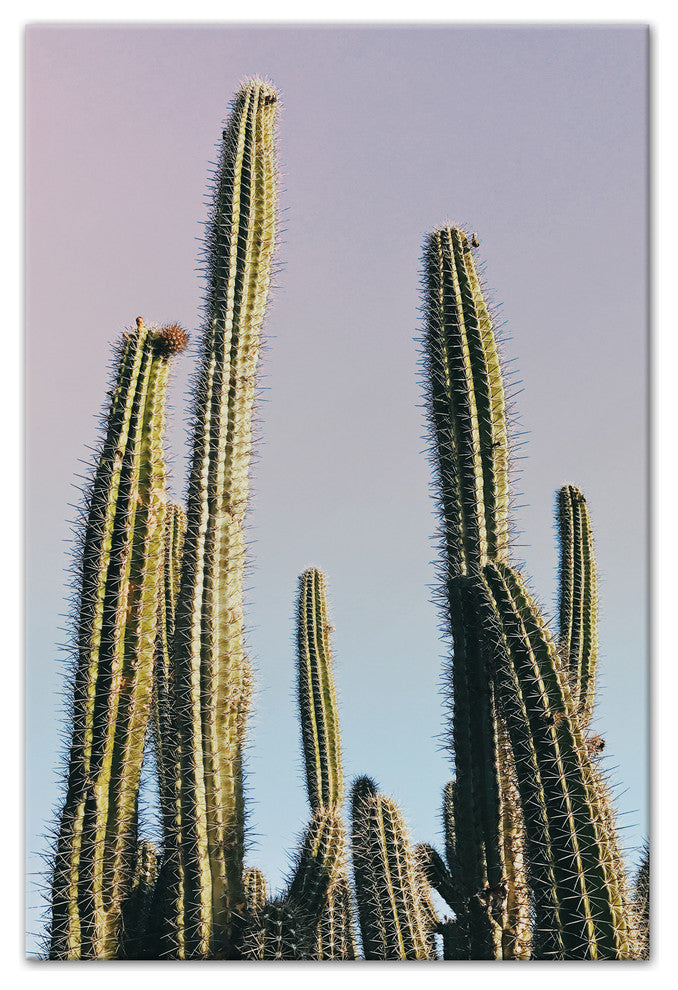 Tall Cactus 24x36 Canvas Wall Art