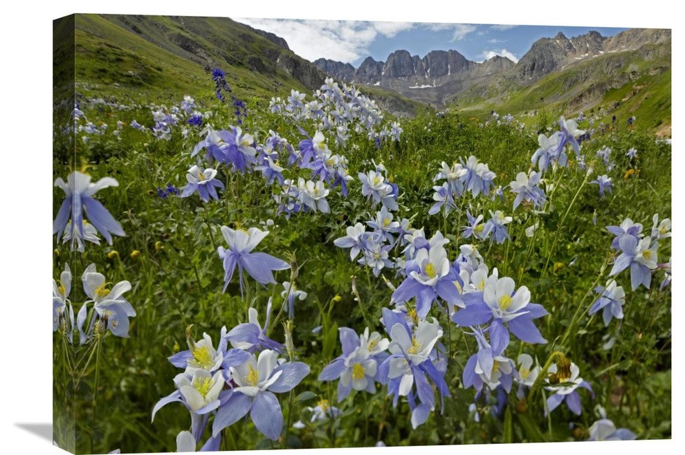 "Colorado Blue Columbine Flowers In American Basin, Colorado" Artwork, 24" x 18"