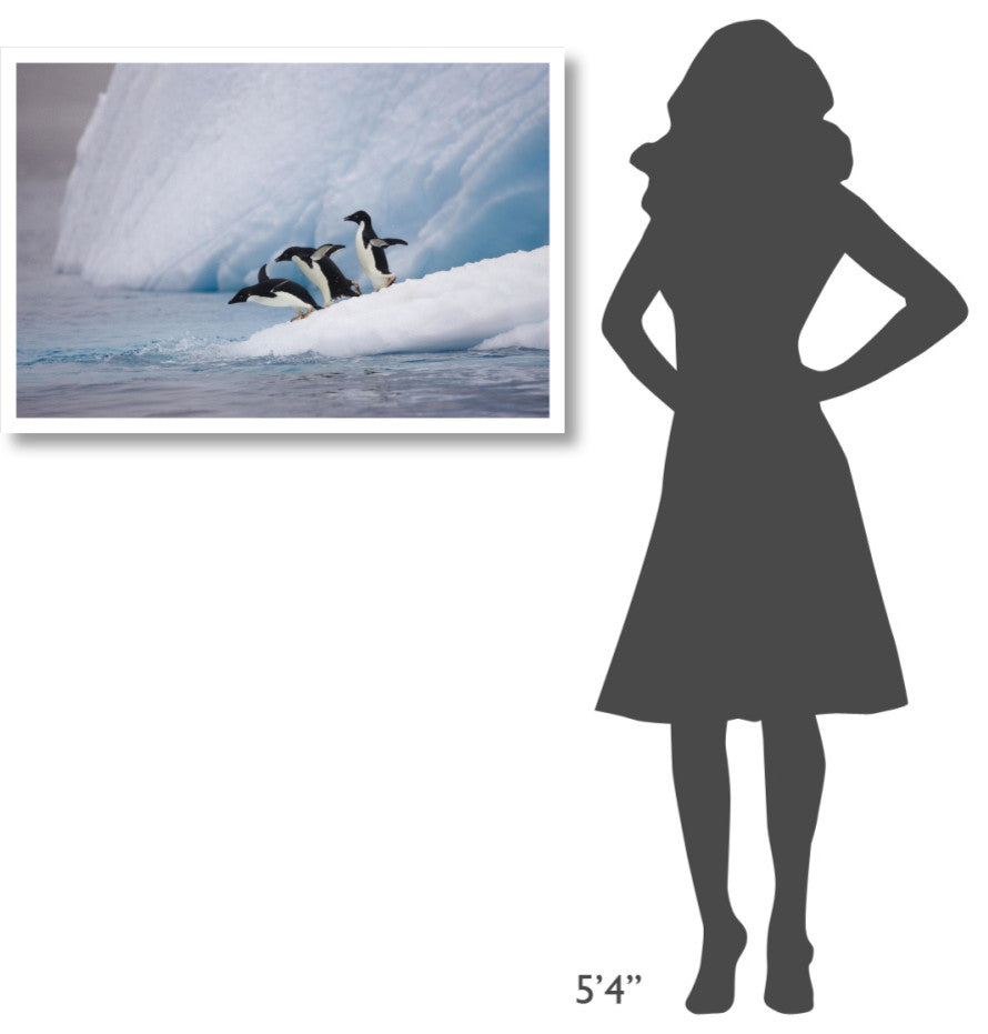 "Adelie Penguin trio diving off iceberg, Paulet Island" Paper Art, 38"x26"
