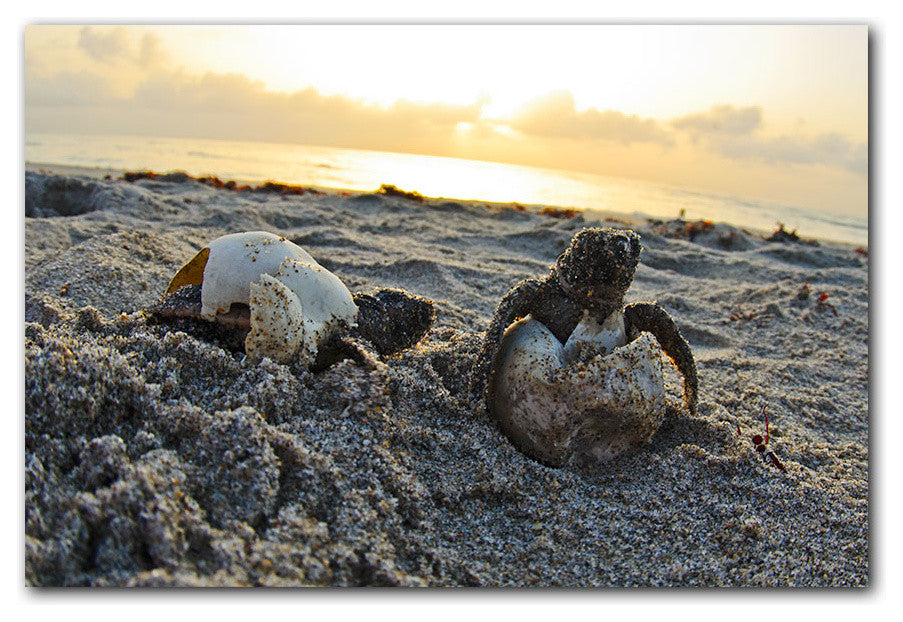 Ready2hangart Christopher Doherty Photography 'Turtle' Canvas Wall Art