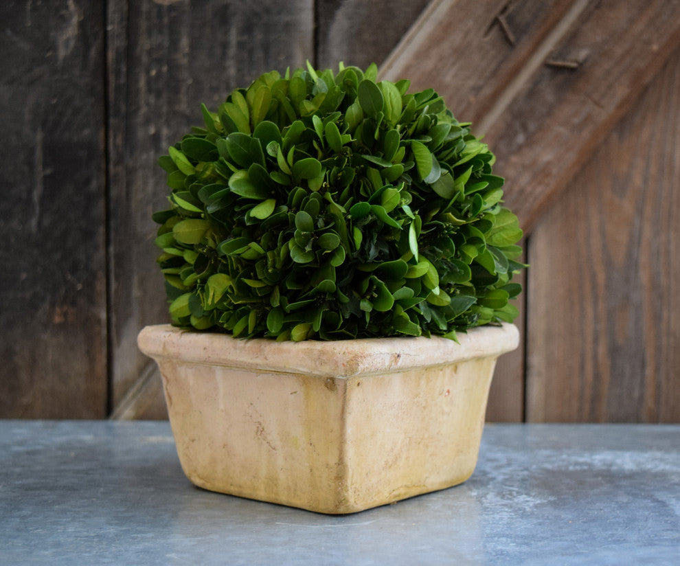 Boxwood Ball In Square Pot 8"H