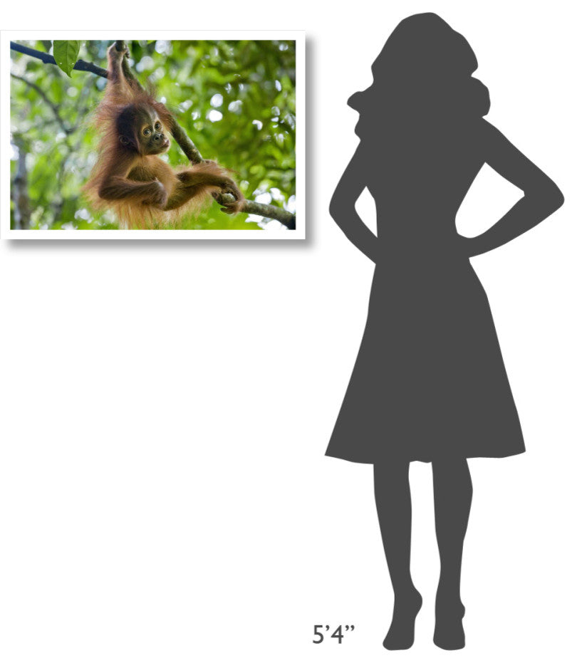 "Sumatran Orangutan baby playing in tree, north Sumatra" Paper Art, 32"x22"