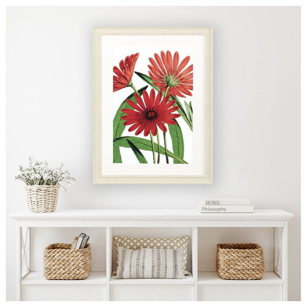 Osteospermum