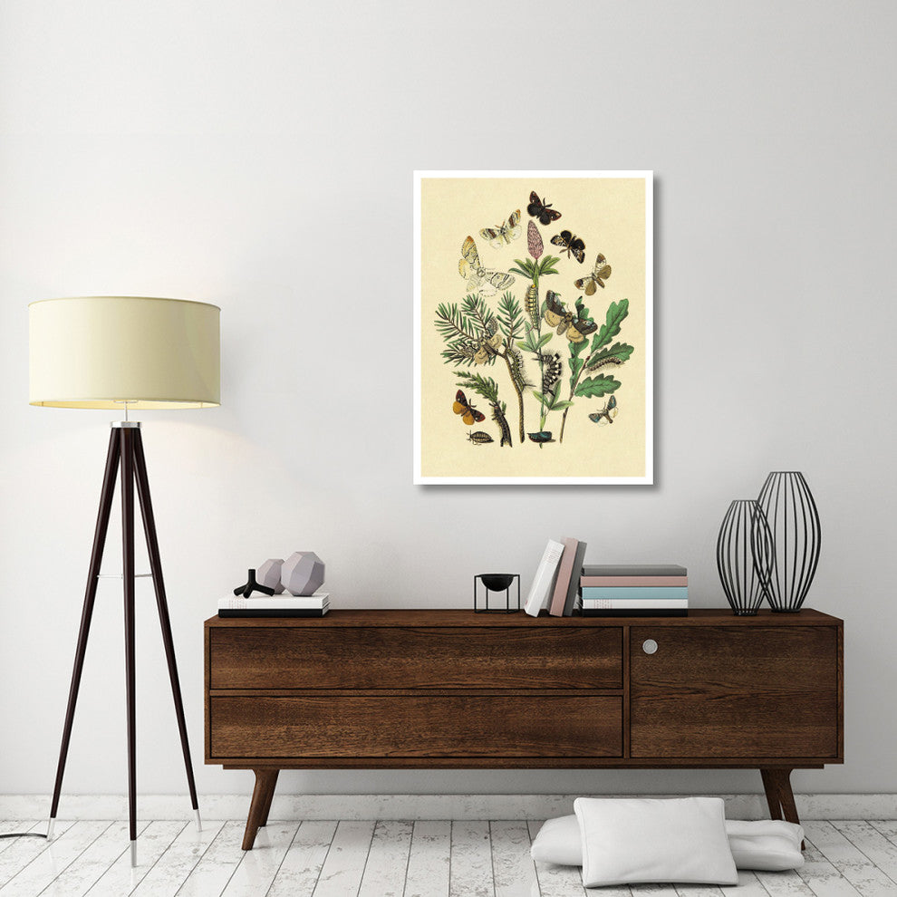 "Moths: O. Gonostigma, D. Pudibunda, et al." Paper Print by W. F. Kirby, 32"x42"
