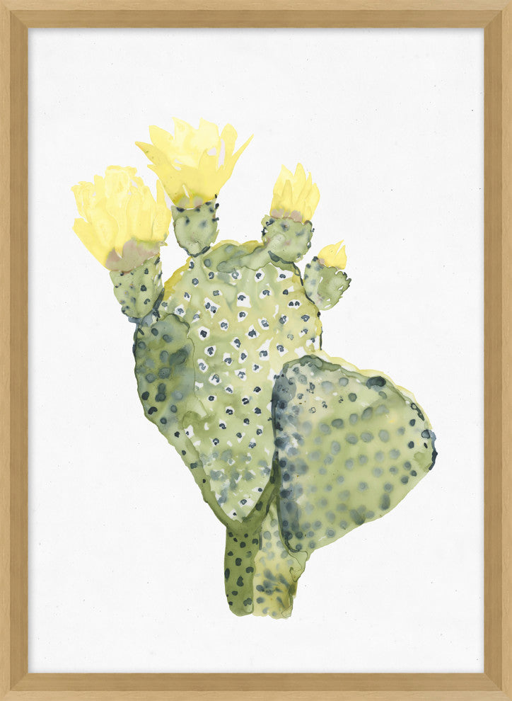 Yellow Blooming Cacti 5