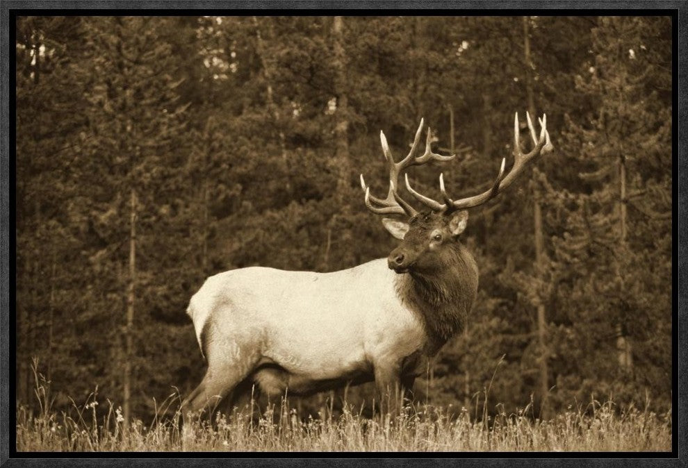 "Elk or Wapiti male portrait, North America - Sepia"  by Tim Fitzharris, 17x13"