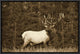 "Elk or Wapiti male portrait, North America - Sepia"  by Tim Fitzharris, 17x13"