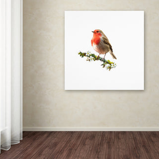 The Macneil Studio 'Robin' Canvas Art, 18"x18"