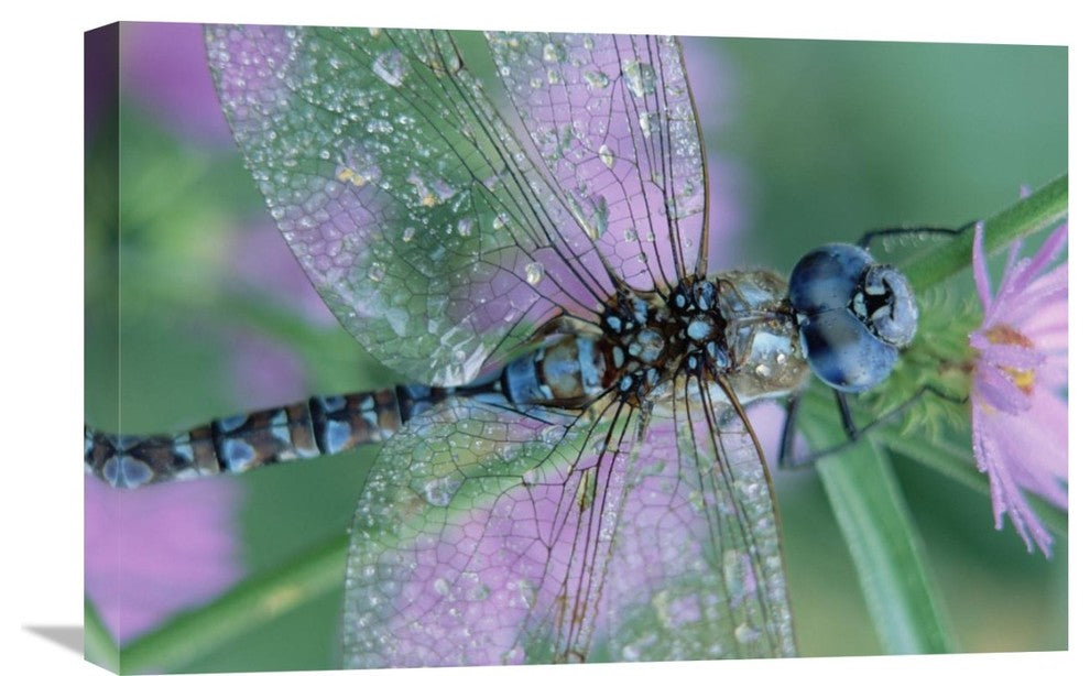 "Southern Hawker Dragonfly Close-Up, On Stem, New Mexico" Artwork, 24" x 16"