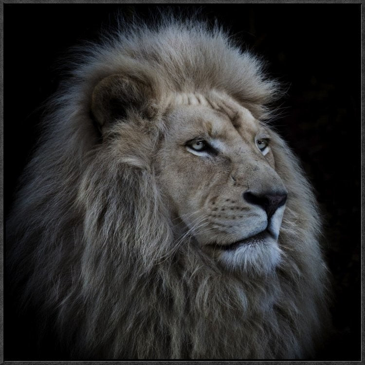 "Proud Lion" Framed Canvas Giclee by Louise Wolbers, 25x25"