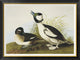 "Buffel-Headed Duck" Framed Canvas Giclee by John James Audubon, 42"x32"