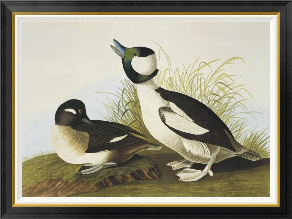 "Buffel-Headed Duck" Framed Canvas Giclee by John James Audubon, 42"x32"