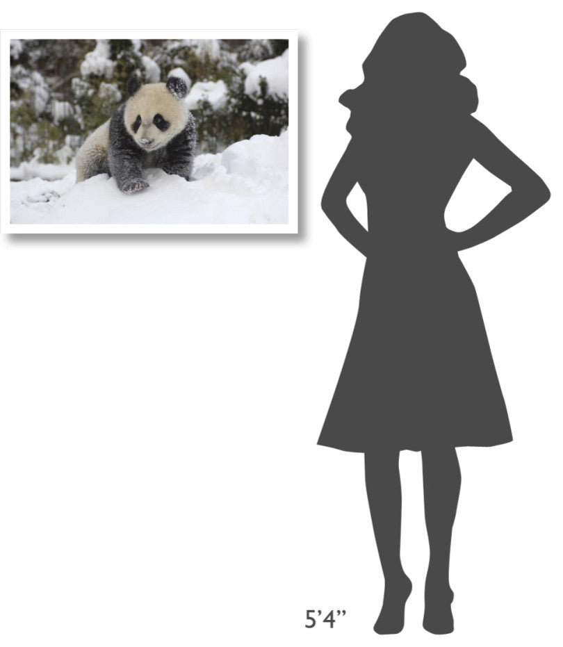 "Giant Panda cub playing in the snow, Wolong Nature Reserve" Paper Art, 32"x22"