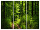 "Fascinating Greenery in Wild Forest" Forest Metal Wall Art, 3 Panels, 36"x28"