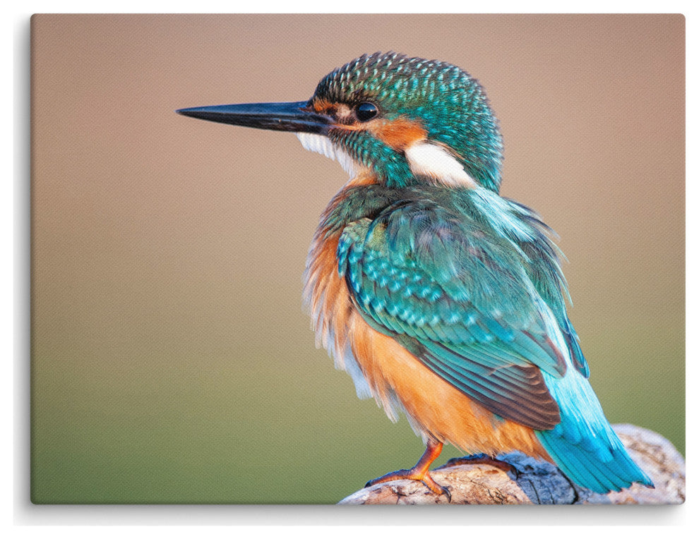 Common Kingfisher Bird on Perch Animal Wildlife Photograph Canvas Wall Art Print, 12" X 16"
