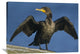 "Double-Crested Cormorant Drying Its Wings, North America" Artwork, 40" x 30"