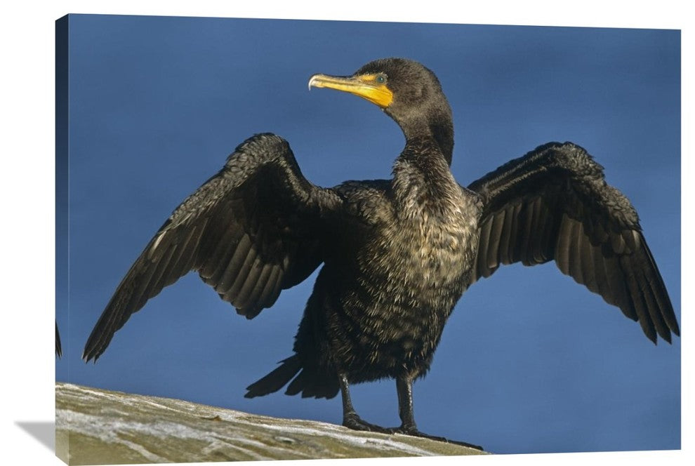 "Double-Crested Cormorant Drying Its Wings, North America" Artwork, 40" x 30"
