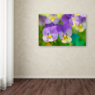 Cora Niele 'Violets' Canvas Art